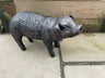 Pair of Bronze Pigs - Backyard Bliss