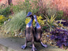 Pair of Ducks - Backyard Bliss