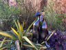 Pair of Ducks - Backyard Bliss