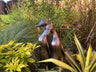 Pair of Ducks - Backyard Bliss
