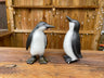 Perky Penguins - Backyard Bliss
