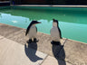 Perky Penguins - Backyard Bliss