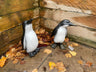 Perky Penguins - Backyard Bliss