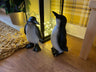 Perky Penguins - Backyard Bliss
