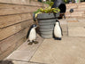 Perky Penguins - Backyard Bliss