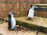 Perky Penguins - Backyard Bliss