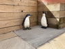 Perky Penguins - Backyard Bliss