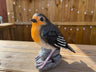 Radiant Robins - Backyard Bliss