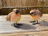 Radiant Robins - Backyard Bliss
