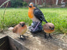 Radiant Robins - Backyard Bliss