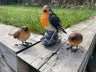 Radiant Robins - Backyard Bliss