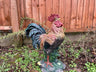 Rascally Rooster - Backyard Bliss