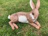 Relaxing Rabbit - Backyard Bliss