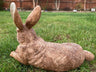 Relaxing Rabbit - Backyard Bliss