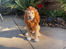 Sitting Lion - Backyard Bliss