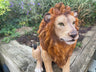 Sitting Lion - Backyard Bliss
