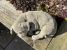 Sleeping Dog - Backyard Bliss