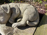 Sleeping Dog - Backyard Bliss