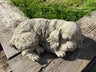 Sleeping Spaniel - Backyard Bliss