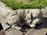 Sleeping Spaniel - Backyard Bliss