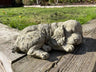 Sleeping Spaniel - Backyard Bliss