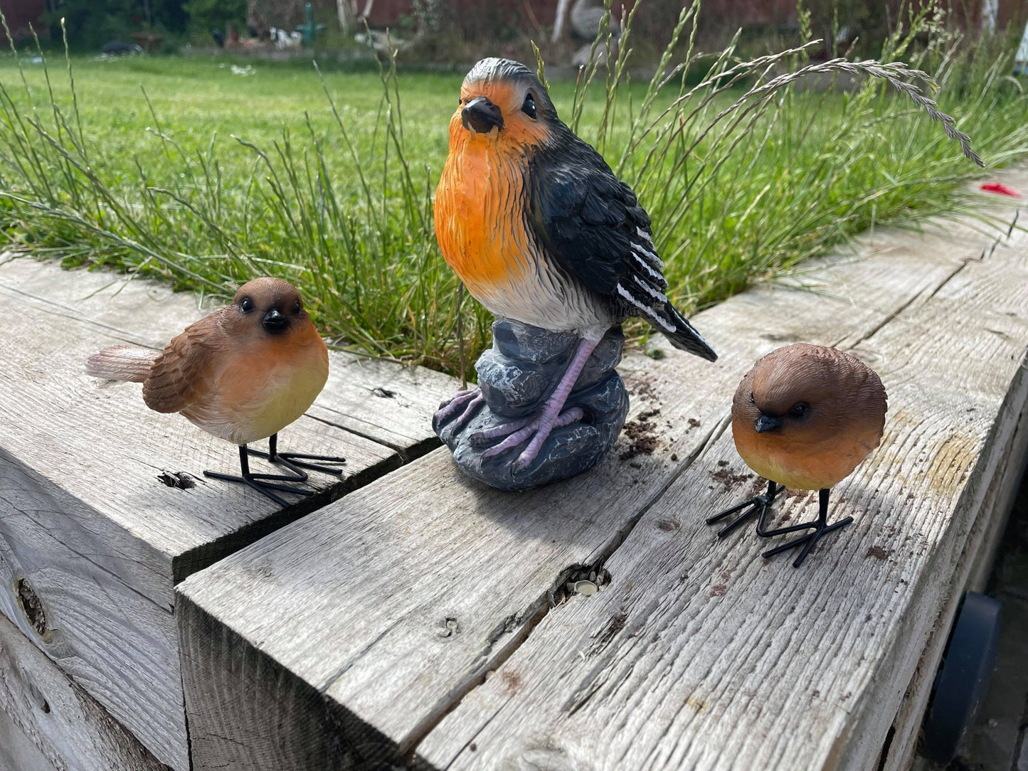 Radiant Robins - Backyard Bliss