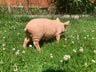 Rasher the Pig - Backyard Bliss