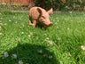 Rasher the Pig - Backyard Bliss