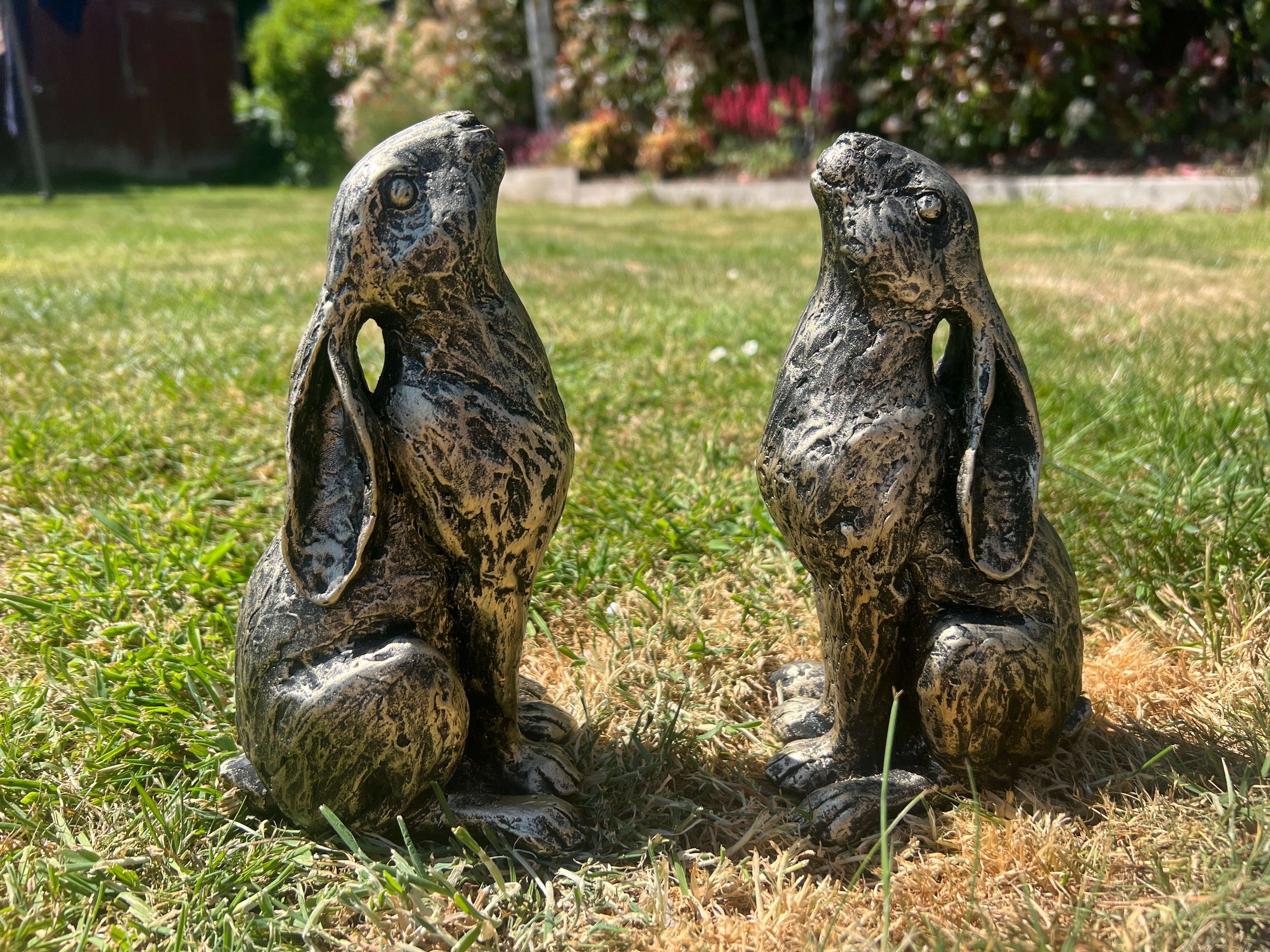 Medium Star Gazer Hares
