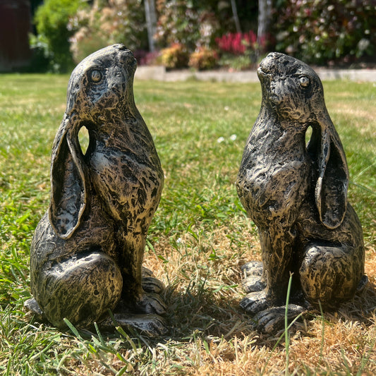 Medium Star Gazer Hares