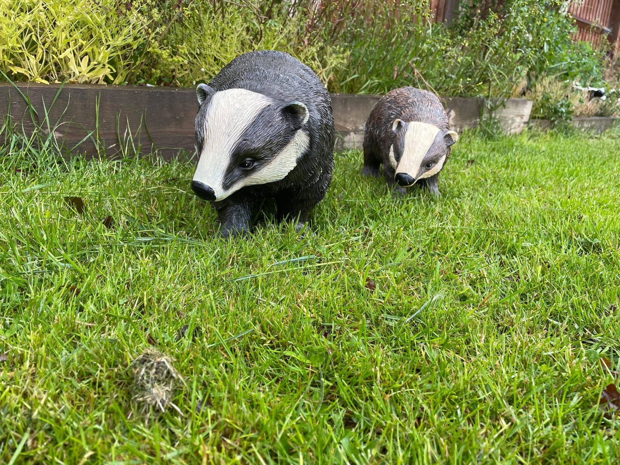 Badger and Badger Cub - Backyard Bliss