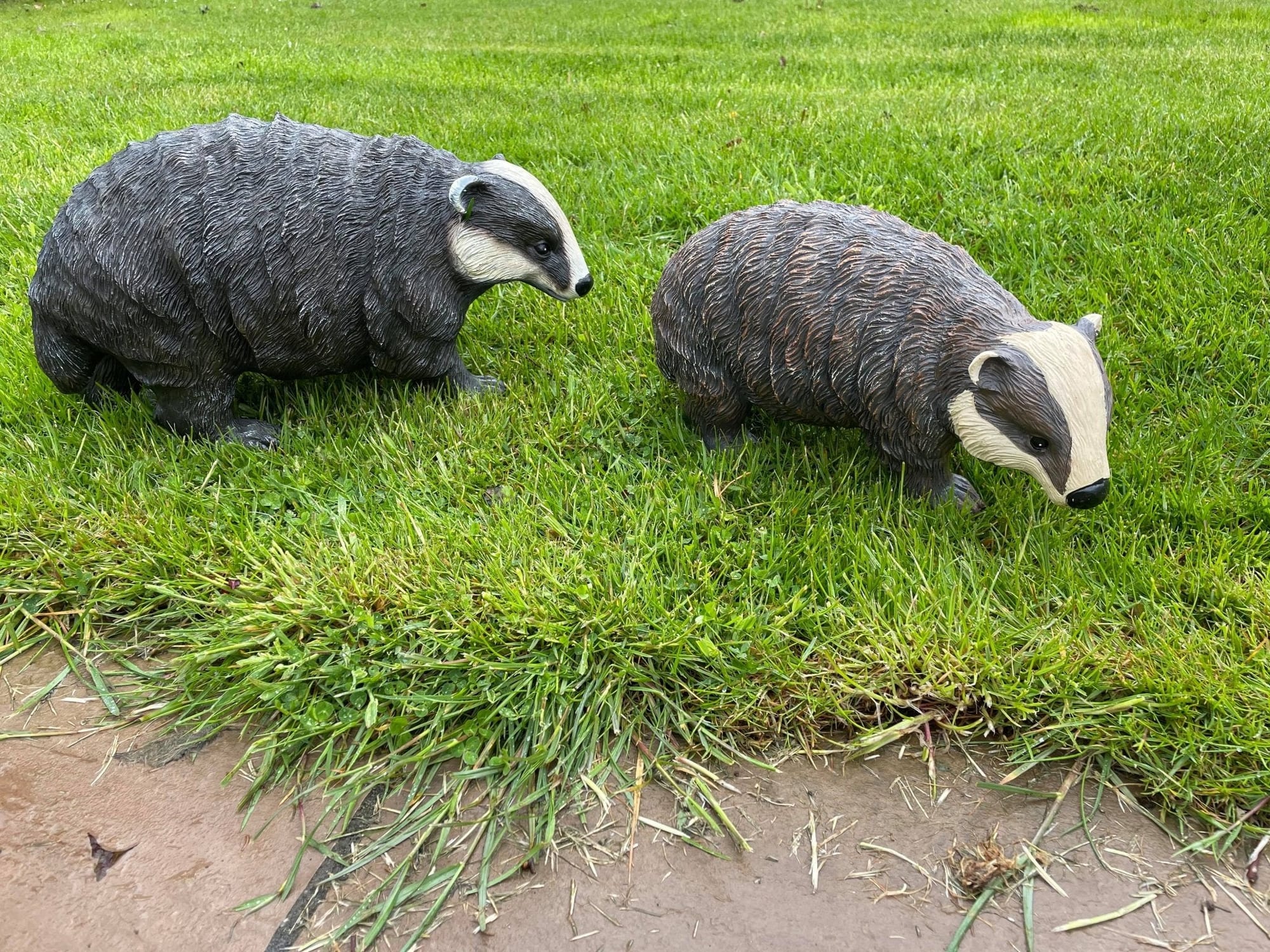 Badger and Badger Cub - Backyard Bliss