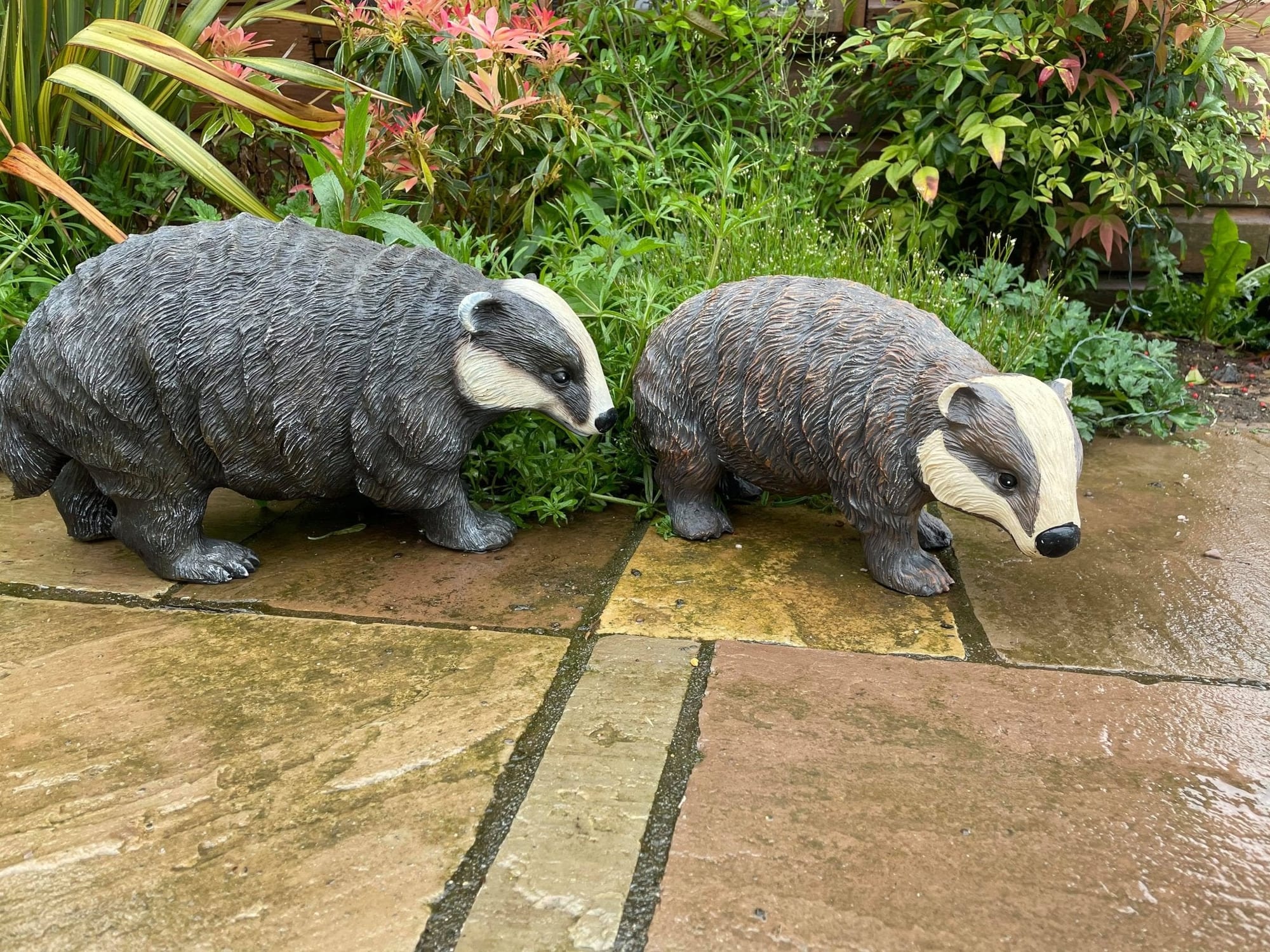 Badger and Badger Cub - Backyard Bliss