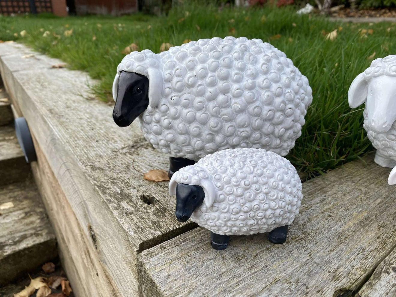 Chunky Sheep - Backyard Bliss
