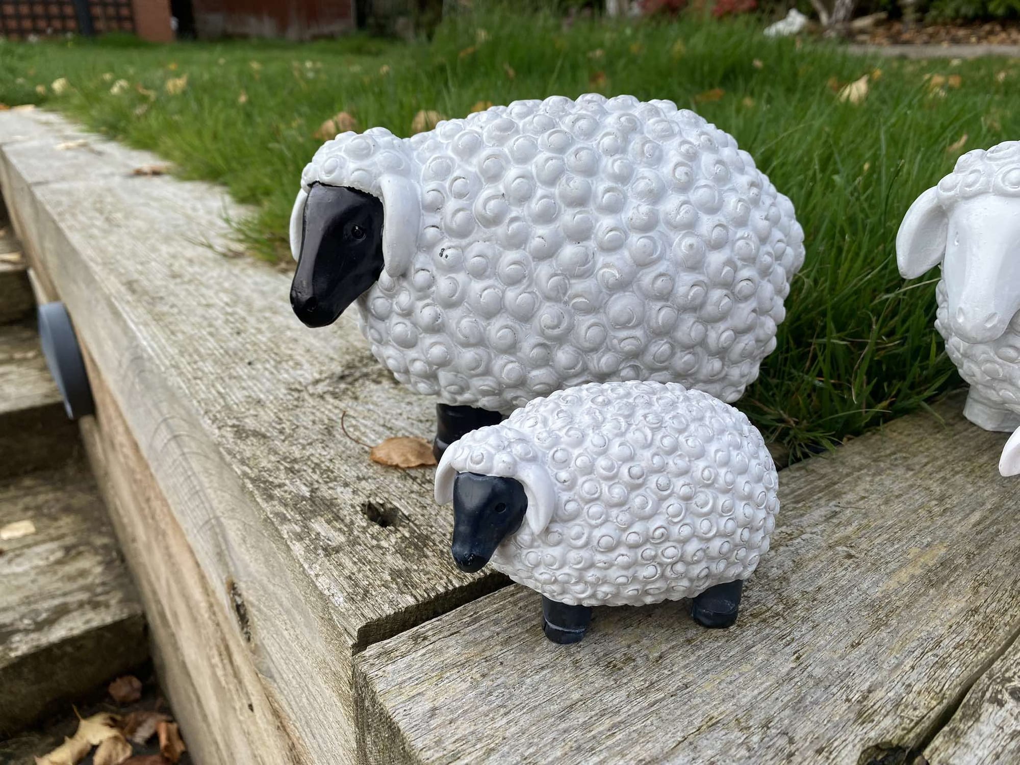 Chunky Sheep - Backyard Bliss