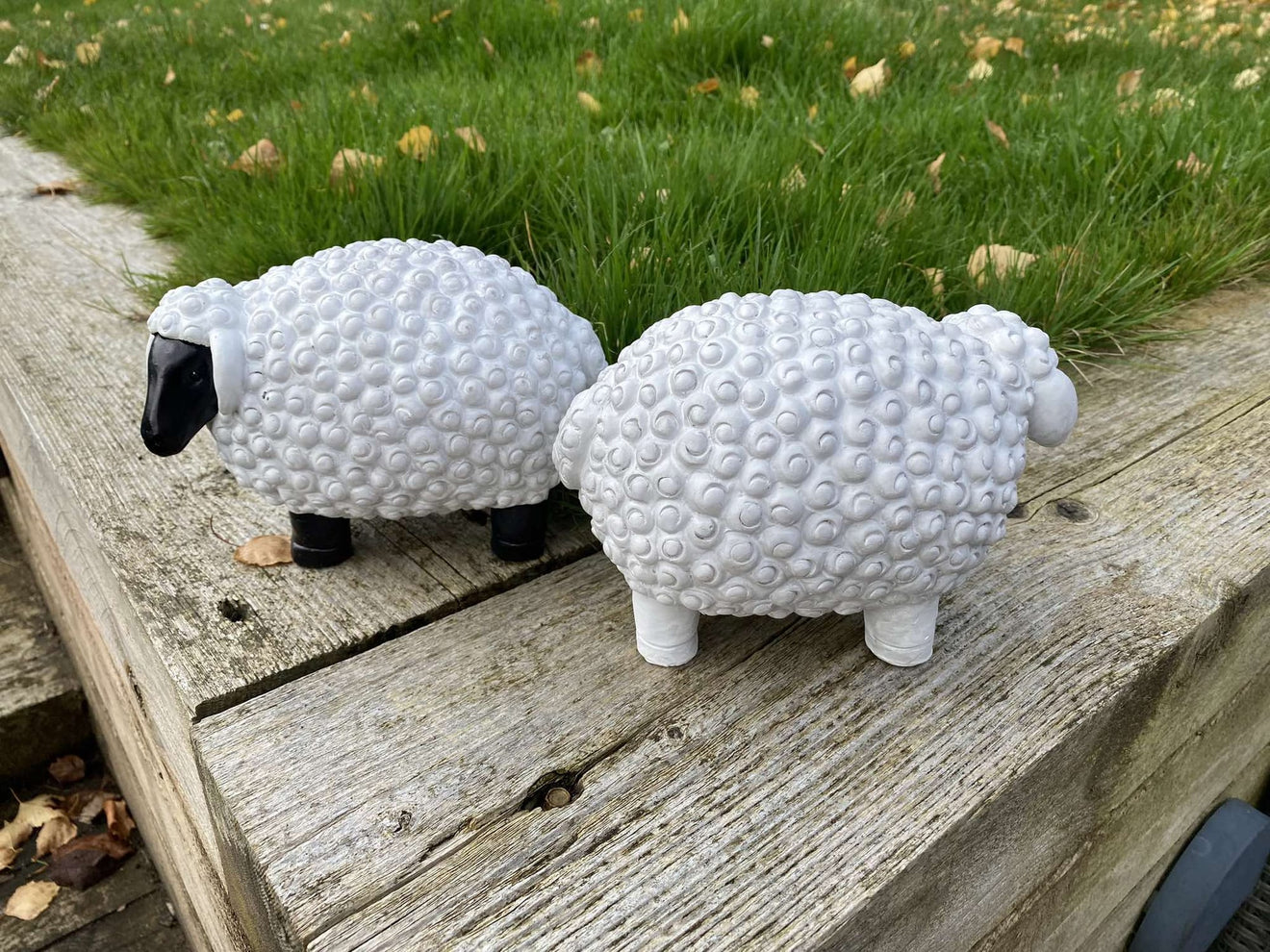 Chunky Sheep - Backyard Bliss