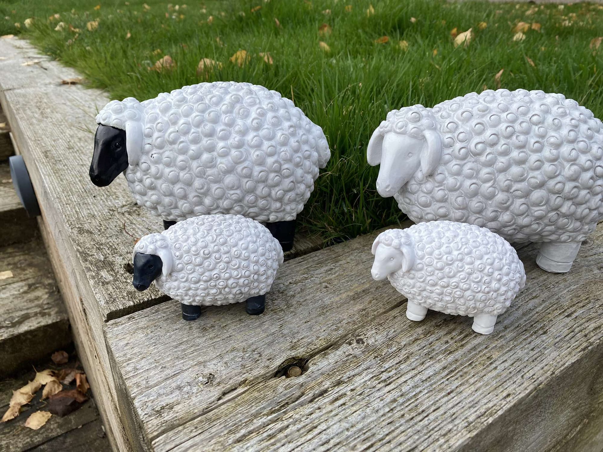 Chunky Sheep - Backyard Bliss