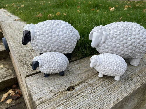 Chunky Sheep - Backyard Bliss
