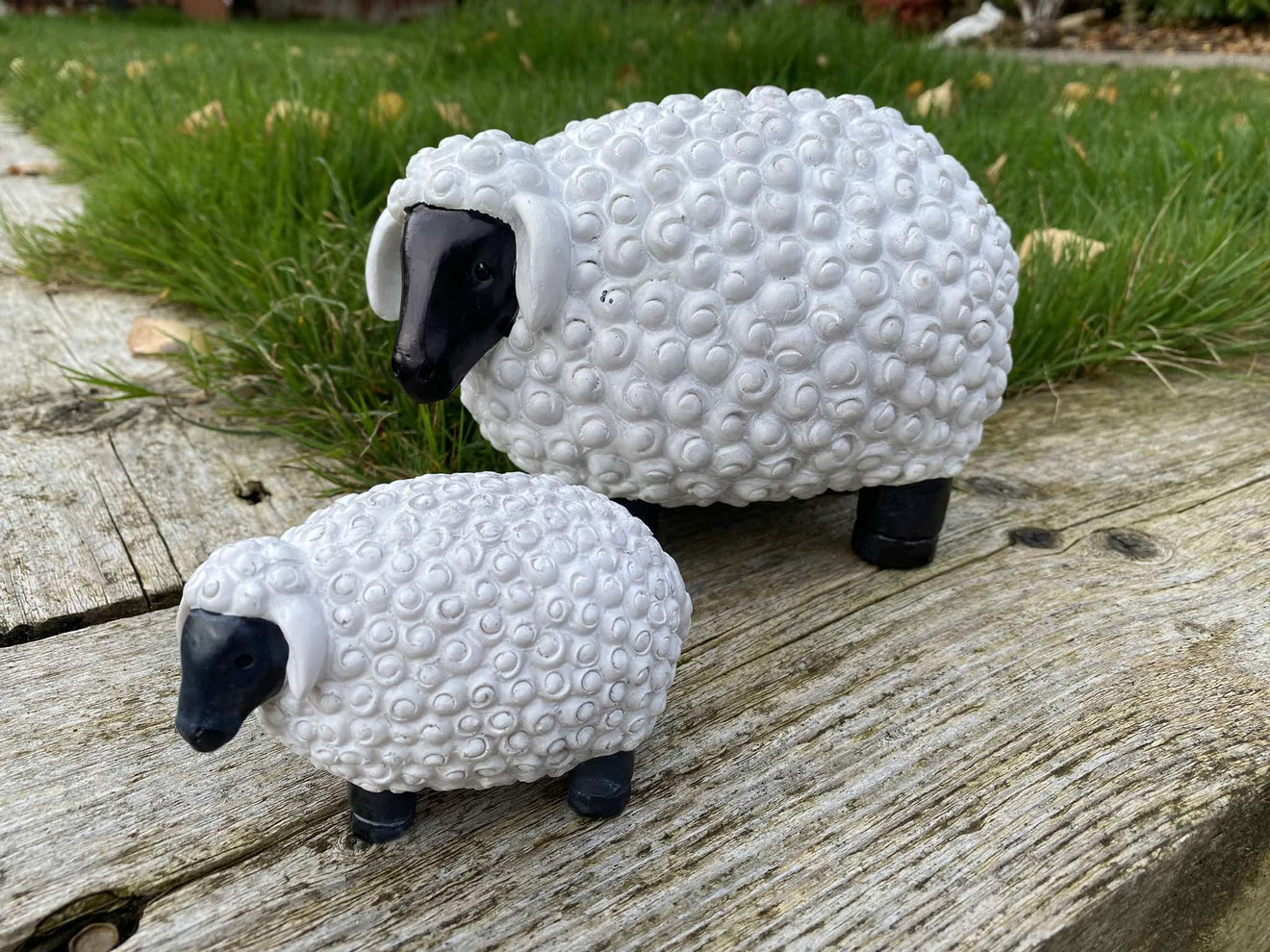 Chunky Sheep - Backyard Bliss