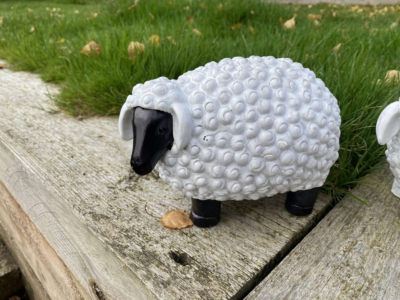 Chunky Sheep - Backyard Bliss