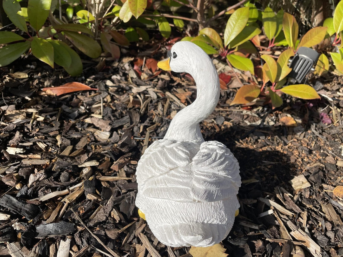 Classic Swan - Backyard Bliss