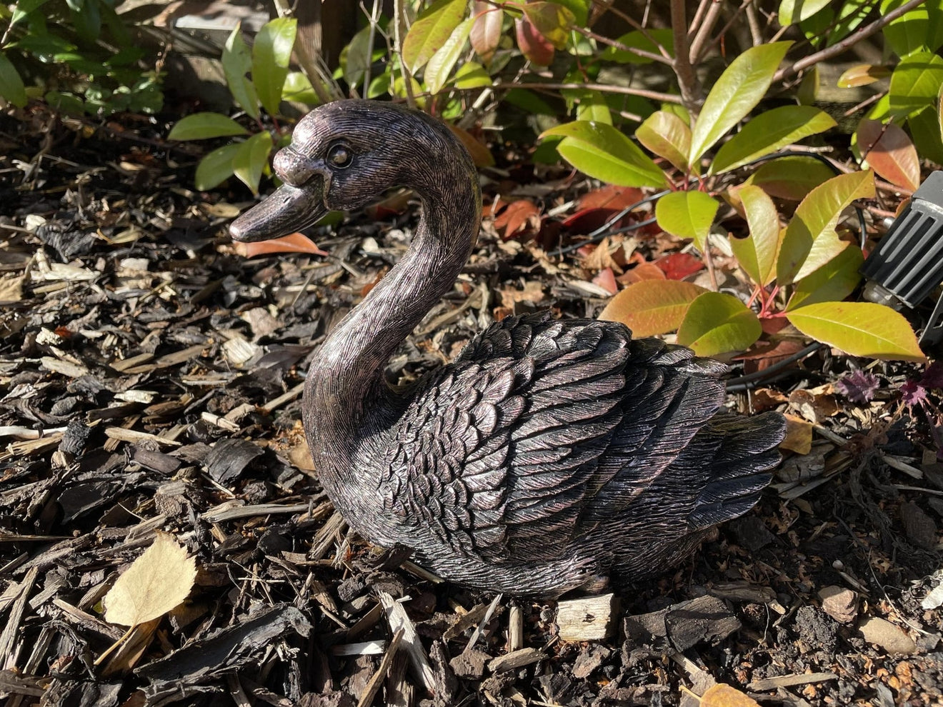 Classic Swan - Backyard Bliss