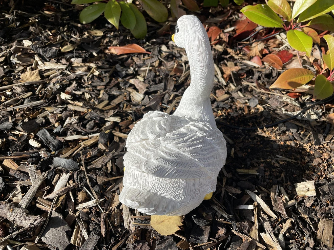 Classic Swan - Backyard Bliss