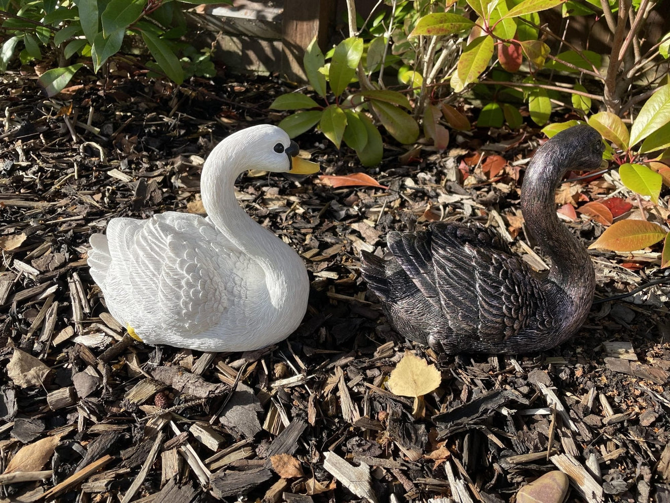 Classic Swan - Backyard Bliss