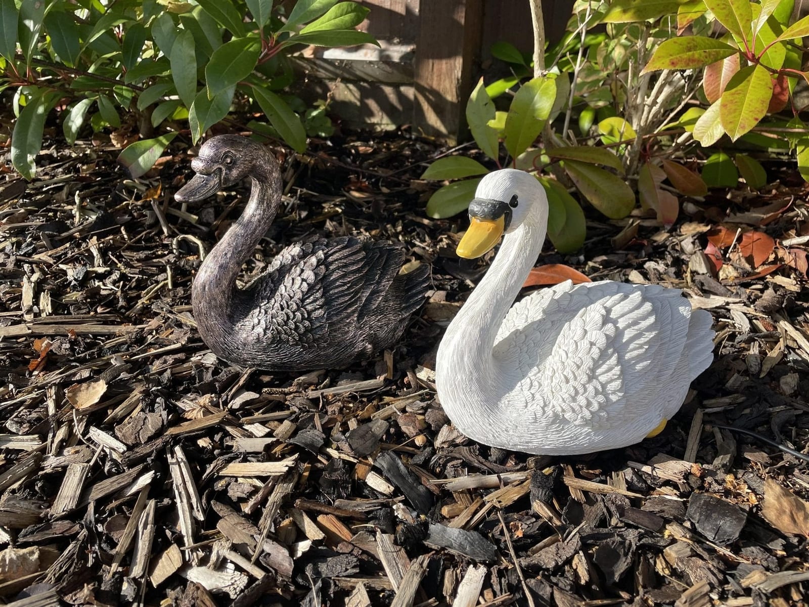 Classic Swan