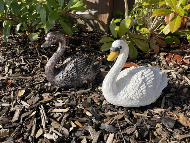 Classic Swan