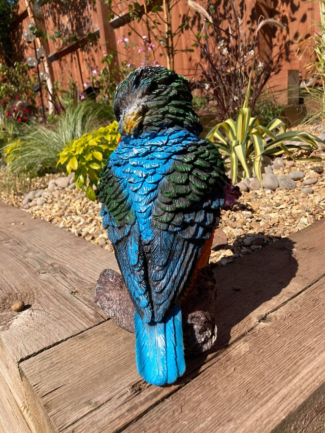 Colourful Kingfisher - Backyard Bliss