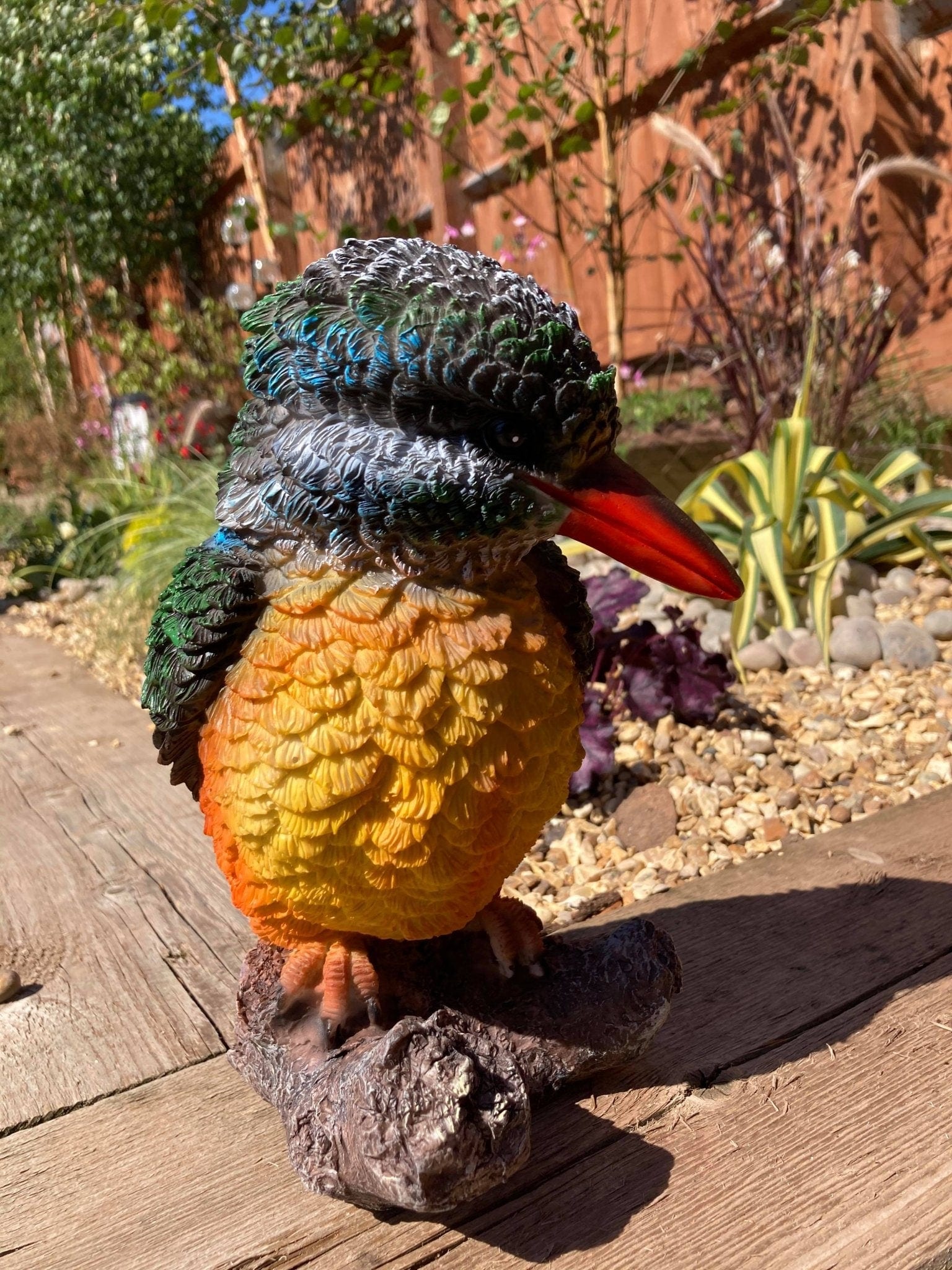 Colourful Kingfisher - Backyard Bliss