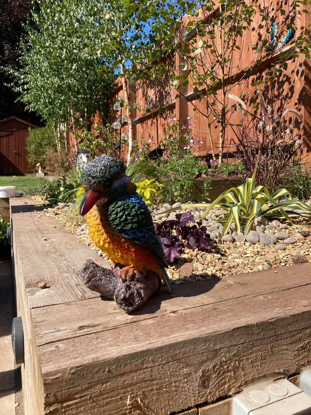 Colourful Kingfisher - Backyard Bliss