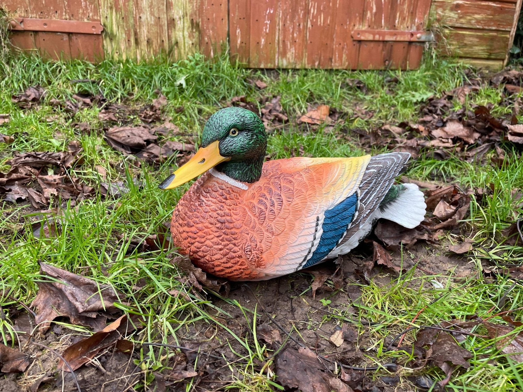 Content Duck - Backyard Bliss